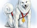 syn_KC_Samoyed.jpg